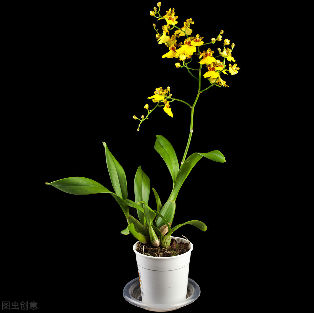 这些“香香花”，开花香味各不同，养护还简单，快来看看是哪种？