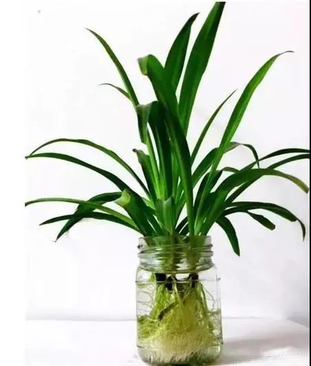 水培瓶里撒点这个，花草10年不黄叶，长疯了