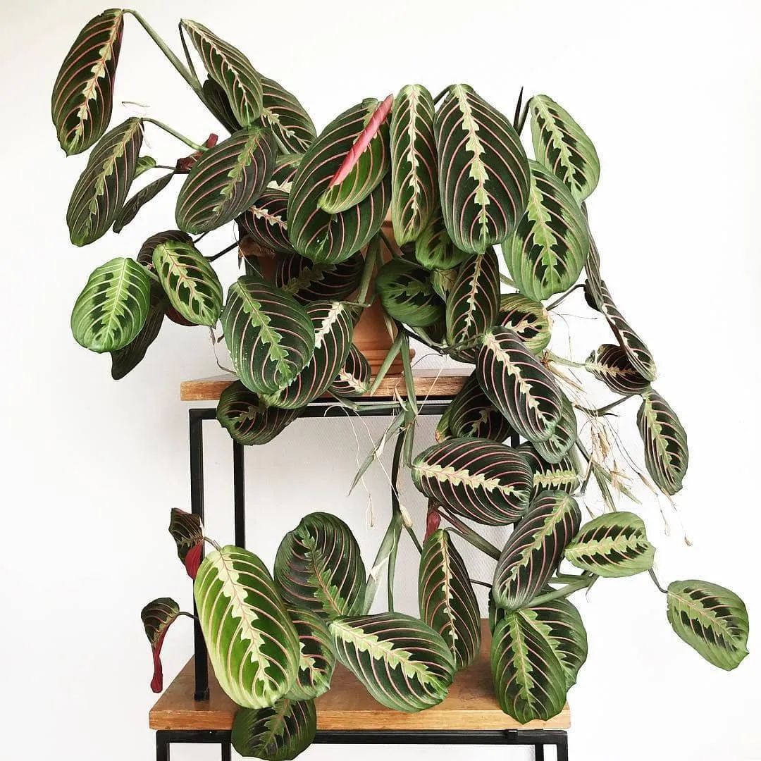 很适合茎插繁殖的叶蝉竹芋，养成室内吊盆，比其他竹芋好看多了