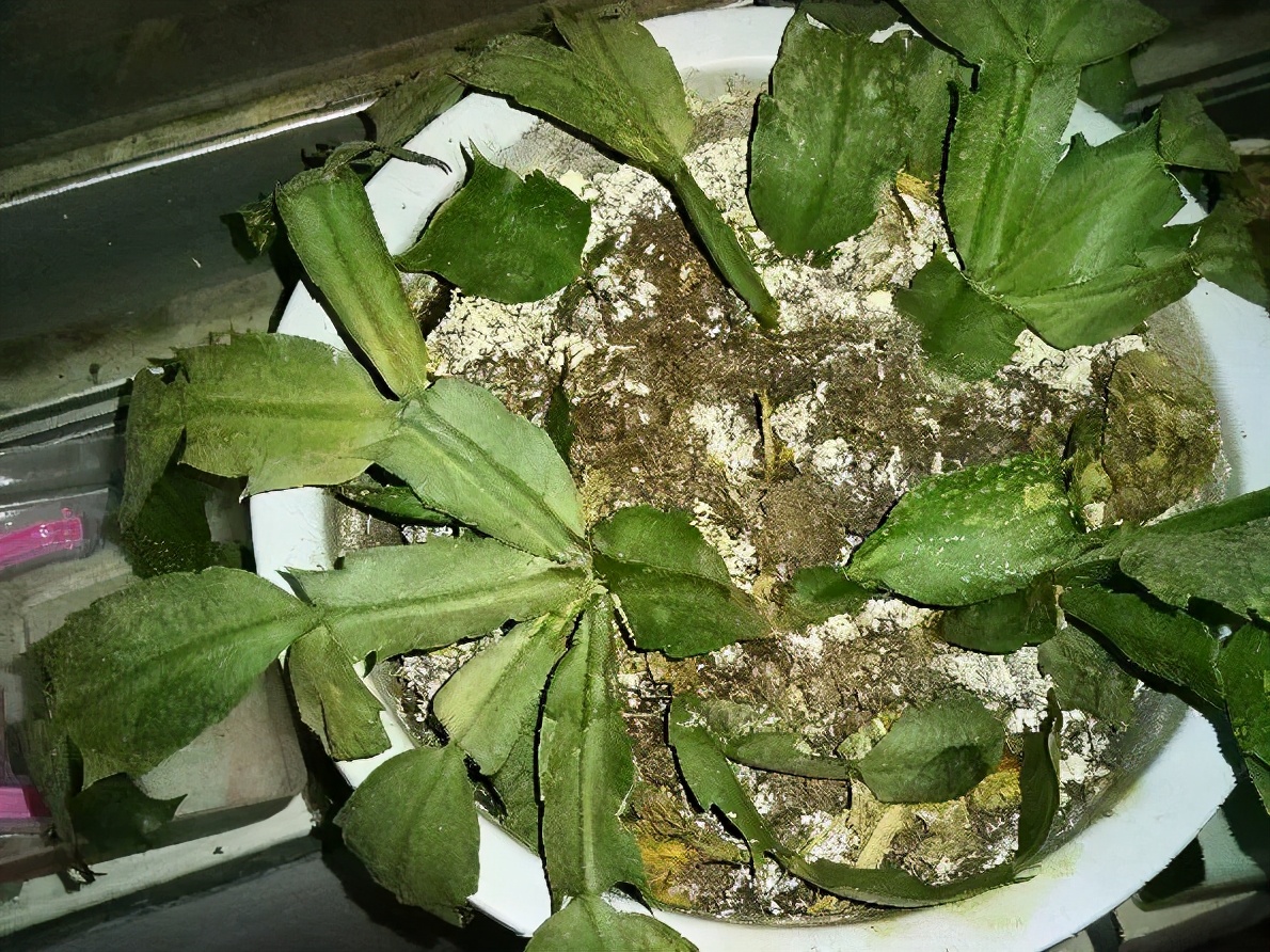 养护蟹爪兰，要注意8个要点，才能开出仙气飘飘花