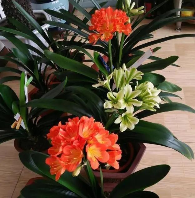 3种花“病菌”不喜欢，房子再小也要养，多养一二盆，清新又杀菌