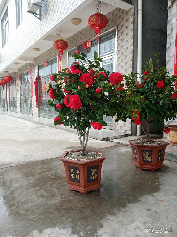 忘了月季吧，此花冬天也能开，香气飘满园，花大如“脸盆”
