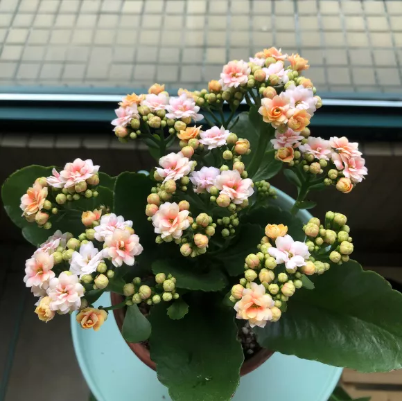 养花施肥，几个鸡蛋壳就搞定，花大色艳，果子多多