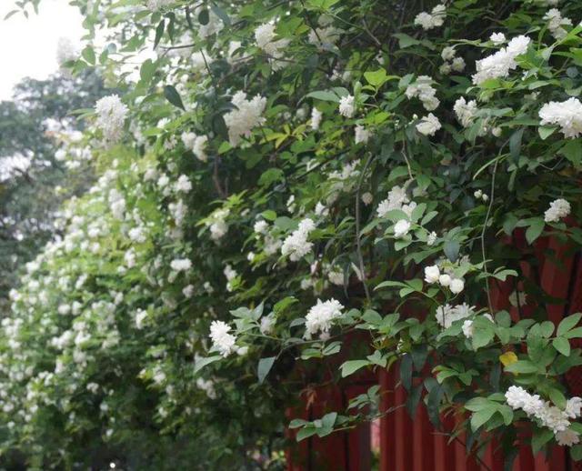 一棵木香花，爬成一面墙，开成花瀑布，“流淌着”到处都是花海