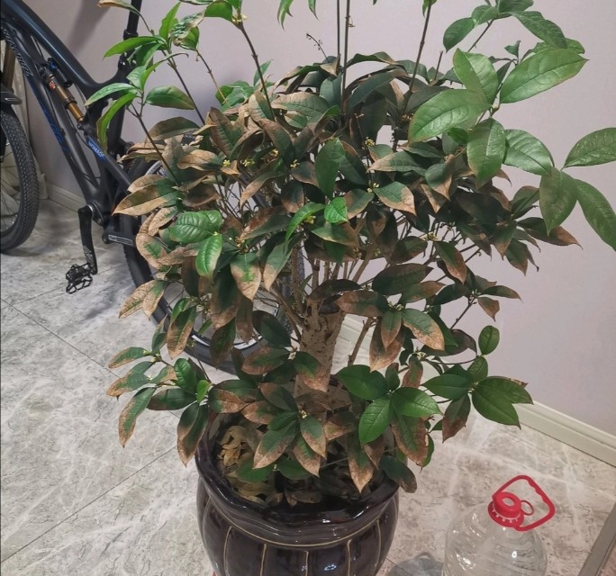 盆栽桂花树的日常养护知识，做好这5点，桂花四季常绿香飘四溢