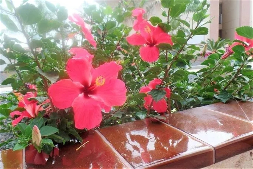 植物界“不矫情”的5款花，不怕暴晒颜值又高！懒人养它就对了