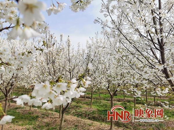平舆县：200余亩樱花盛开 社区支书邀请市民来打卡
