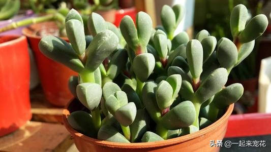 家里养鹿角海棠，做好3件事，不褶皱不开裂，还能开红花