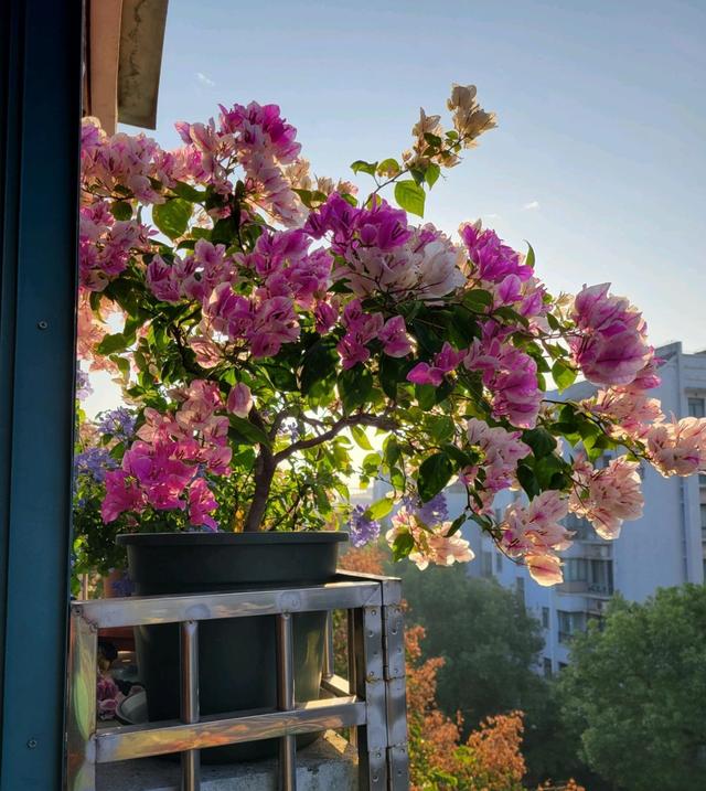 阳台养三角梅，就选“红心樱花”，颜值高，好打理，一起来看看