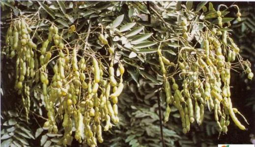 国槐高产栽培技术，育苗与培育很重要，这几点关键技巧要记住