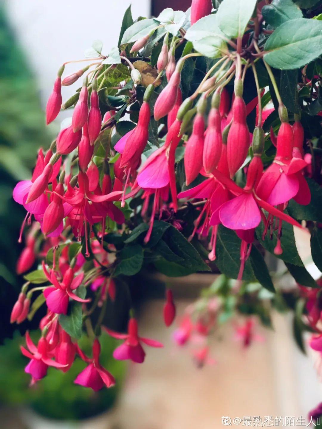 7种风铃花，其中一个还能吃，味道好极了