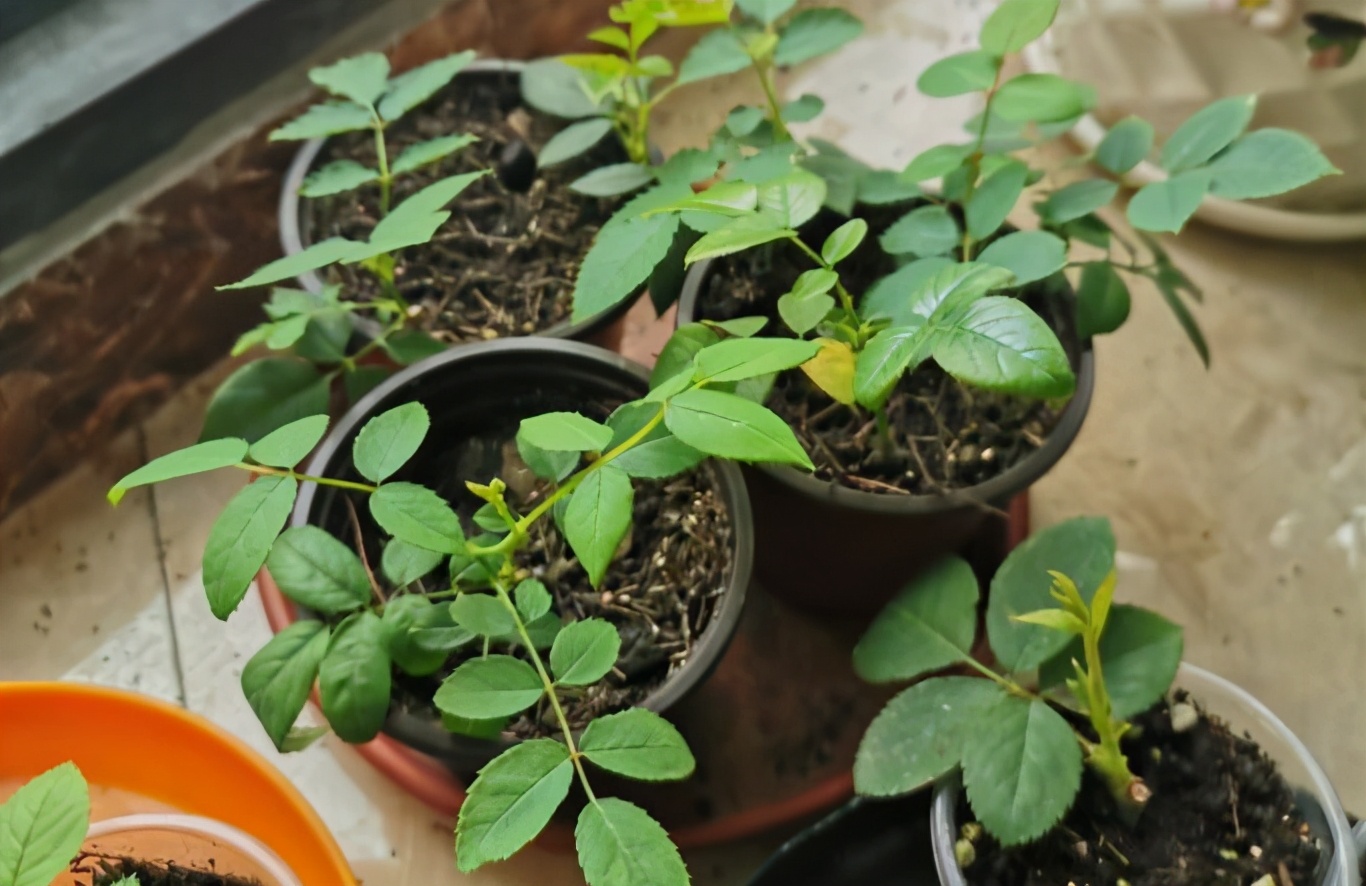 养花学会这招，掐个枝条就是一盆花