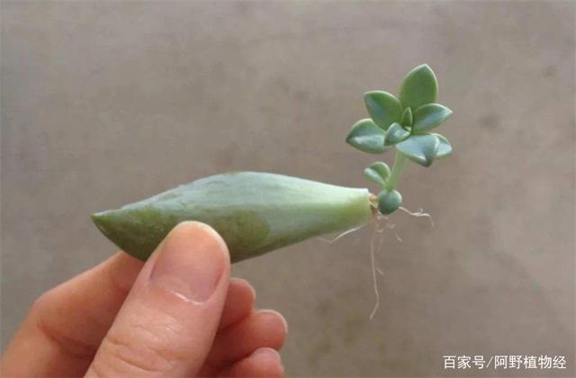 想要多肉叶子生根快，就得不能心急，控制光照和湿度，30天能生根