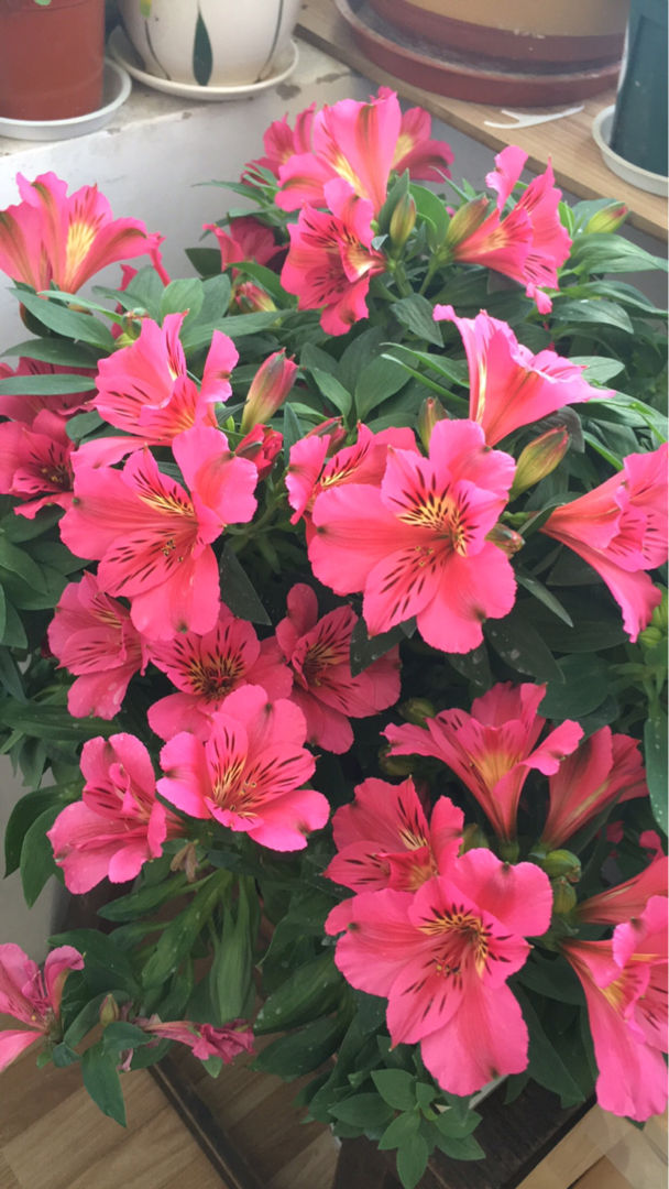 路边开的萱草花，开花艳丽多彩，像极了百合