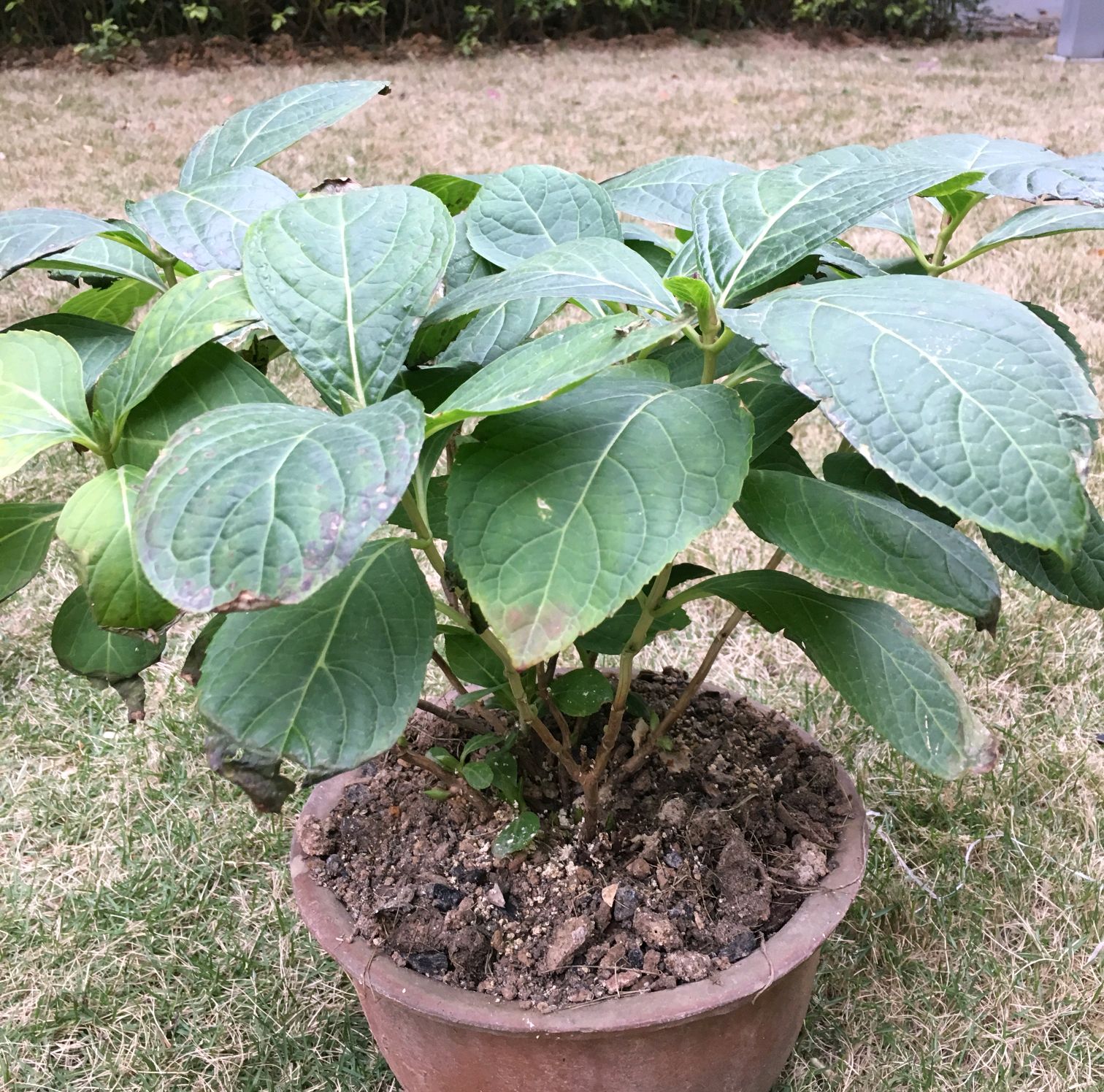 我的绣球花为什么还绿油油，比人还抗冻？