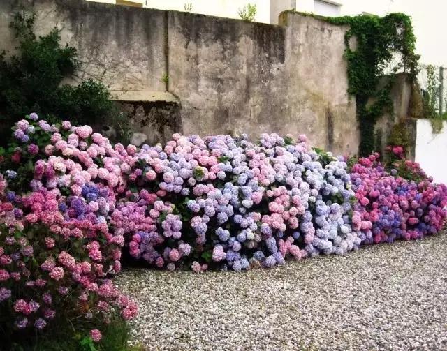 6种花冬天要“春化”，必须冻满1个月，不然落花落蕾不开花