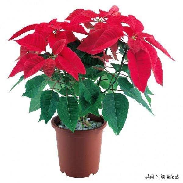 掌握四季盆花养护攻略，轻松养花