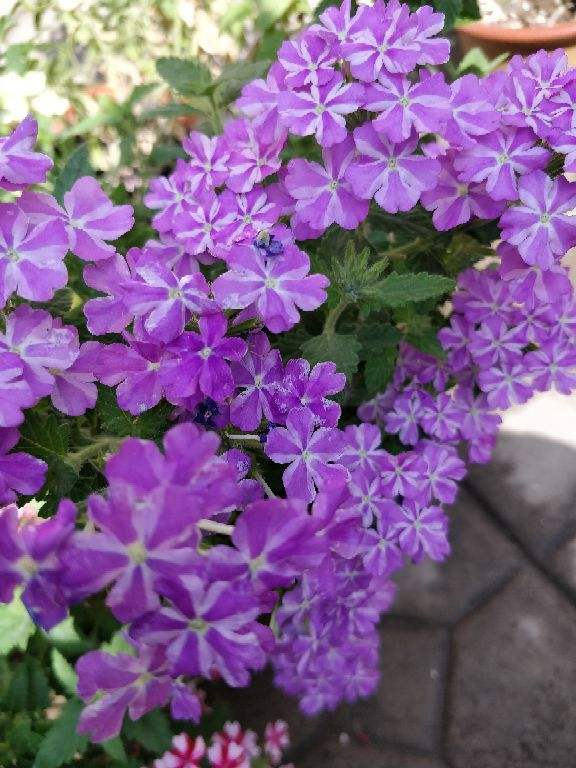 向往有个小院子，一年四季种种花，过“繁花似锦”的日子