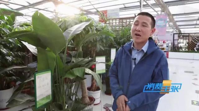 家里养花有啥讲究？这几点要注意