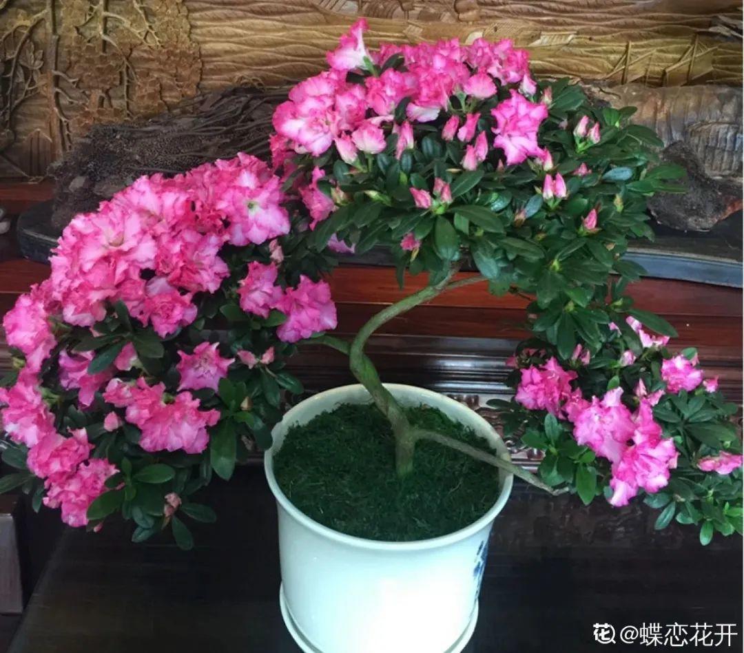 梦想有个院子，养花弄草，过舒心日子
