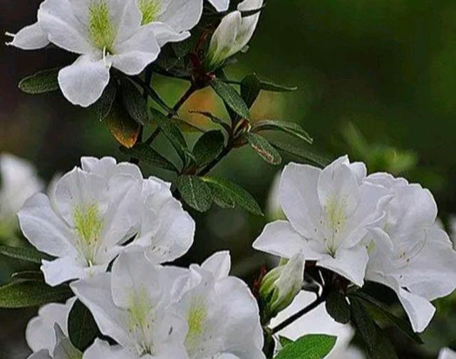 杜鹃花太难养，注意几点开花美，生长健壮