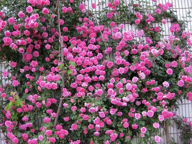 这几种藤本月季长势好，花开似海，景色优美，让人喜爱