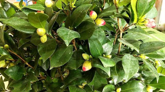 秋凉之后养茶花，牢记“5个关键点”，不然长了花苞也难开