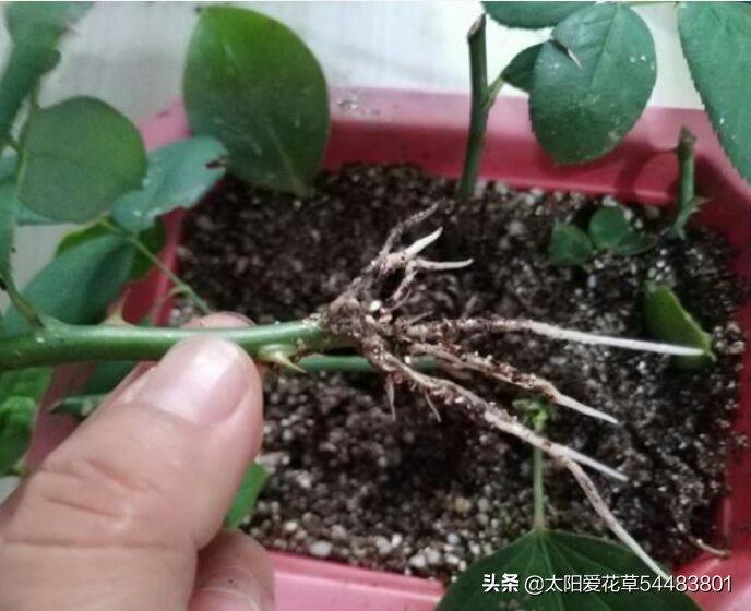 月季扦插繁殖为什么总会烂根？学会5个方法，避免插条烂根失败