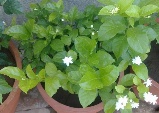 盆栽茉莉，舍得紧抓这2方面，每年7、8月都能采摘花苞泡茶喝
