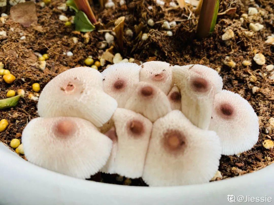 花出现7种情况，必须换盆，否则花活不过春天