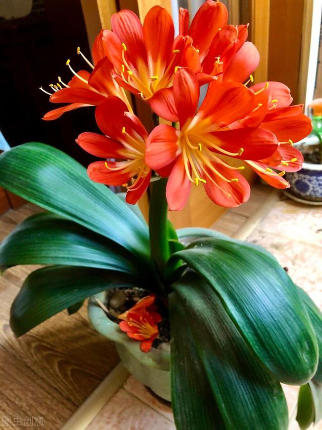 秋冬季节养君子兰，“晒”还是不晒？很多花友搞不懂，难怪不开花