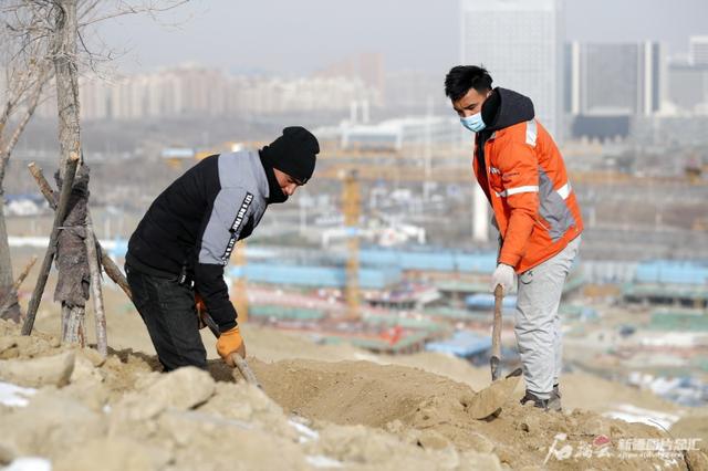 补绿825亩 乌鲁木齐市沙区裸露荒山专项治理即将完成