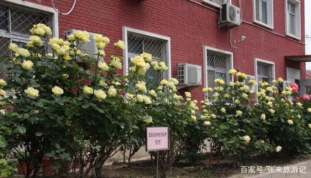 中国月季之光—绿野,不输欧月日月,颜值高、开花勤,南北都能养 中国月季之光—绿野,不输欧月日月,颜值高、开花勤,南北都能养