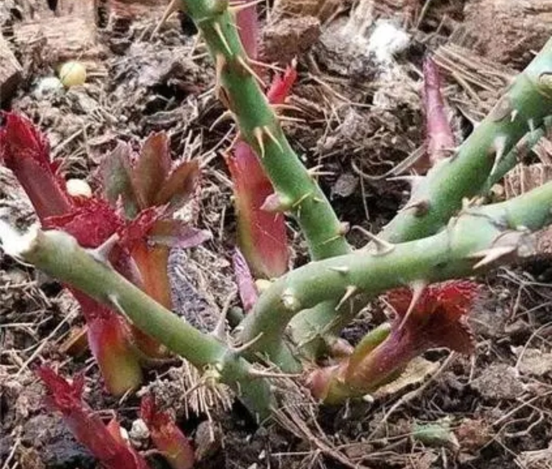 三种花“睡醒了”，及时补点肥，新芽长得壮，早开花