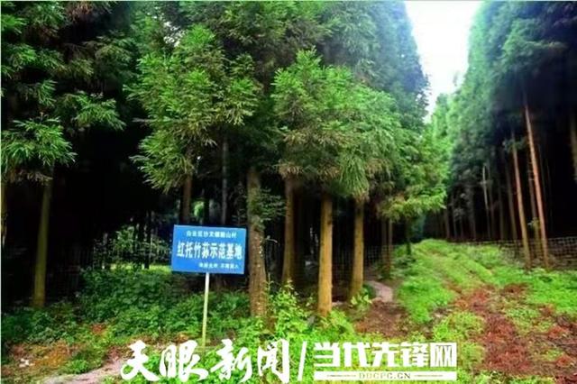 修文县：“五措施”保障森林资源管护，助推林业生态建设