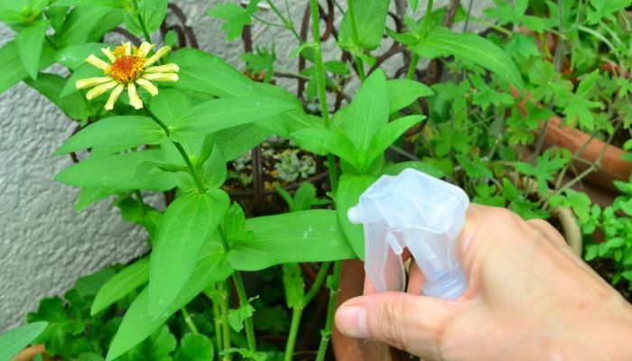 家里的植物总是感染白色粉末，用小苏打可清除，但不能乱用