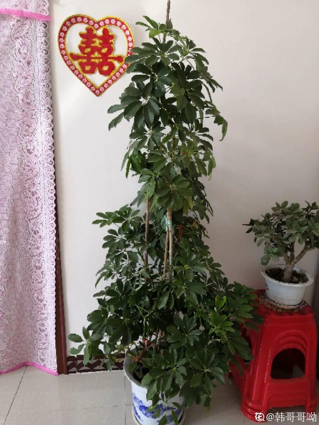 聪明人养花，喜欢养气质花，养在家里上档次