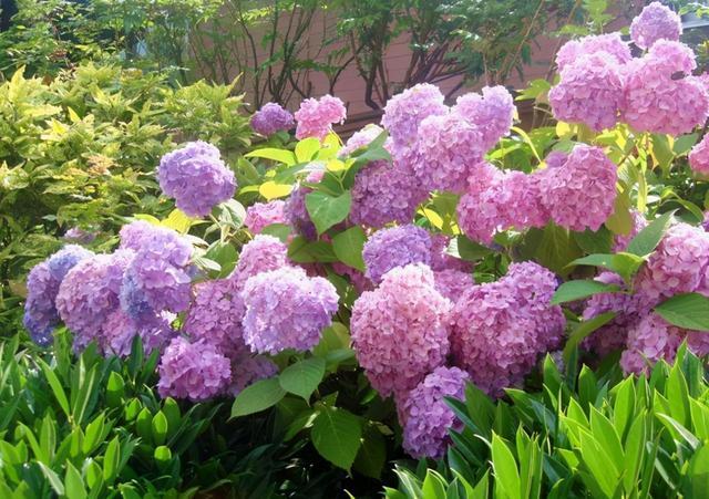 如何养护绣球花？注意这几点，开出一片花
