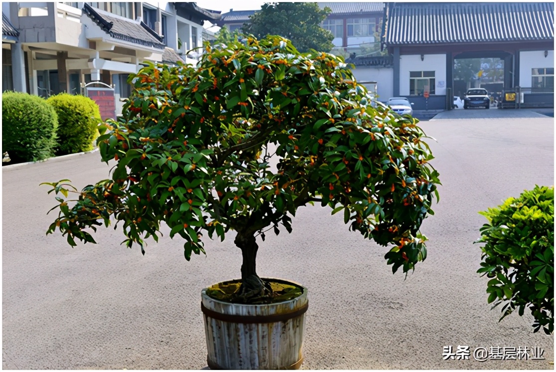  怎样养出繁花满枝清香四溢的桂花树