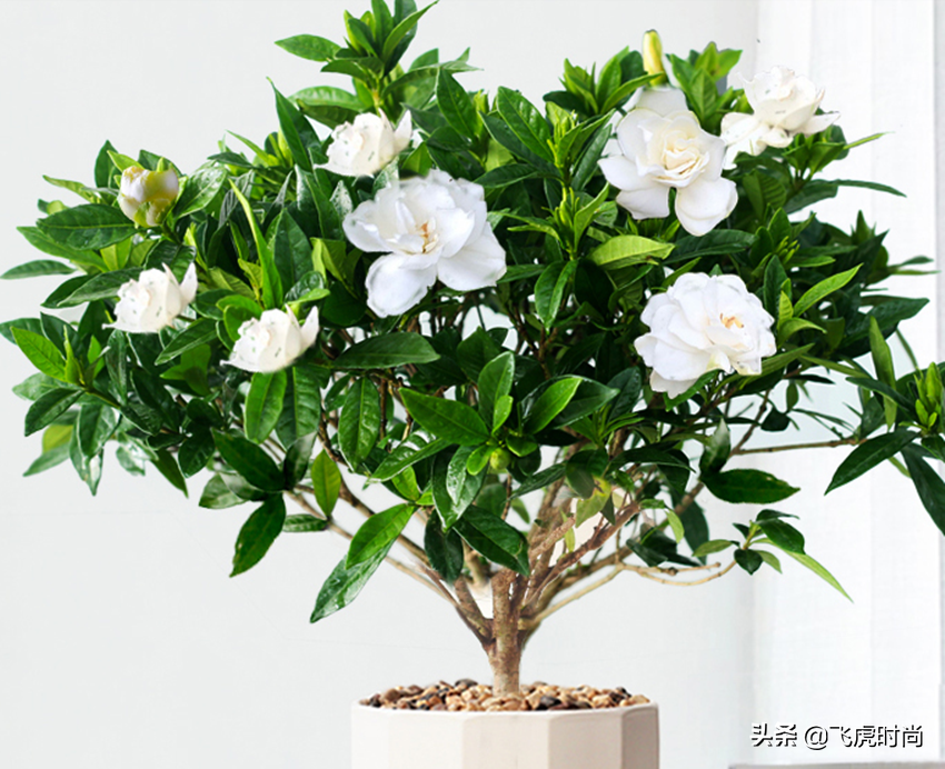 三种花虽然漂亮好看，但价格高不好养，新手还是放弃吧