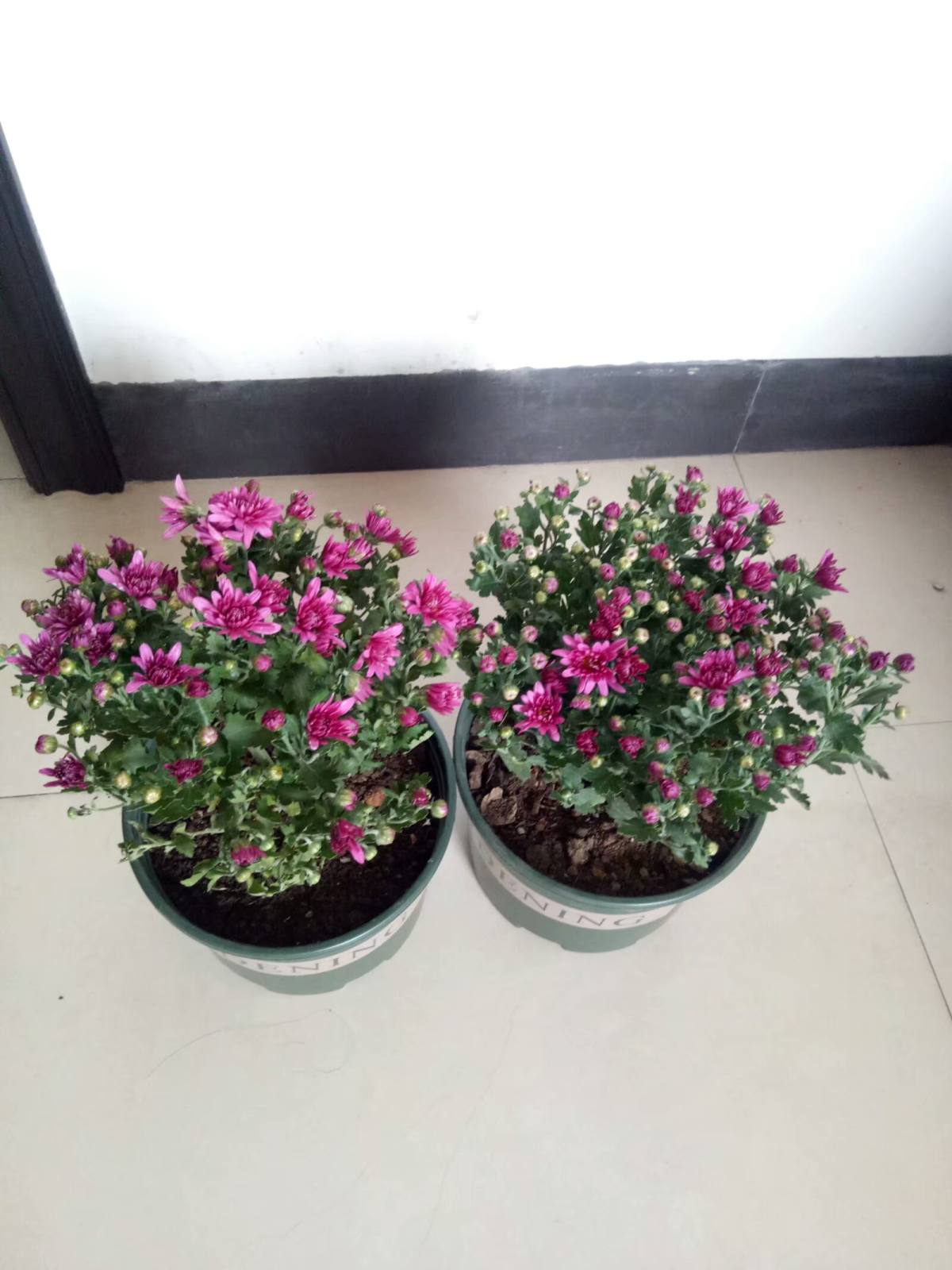 花市看到一盆花，一盆开了几十朵花，才只卖十几块钱