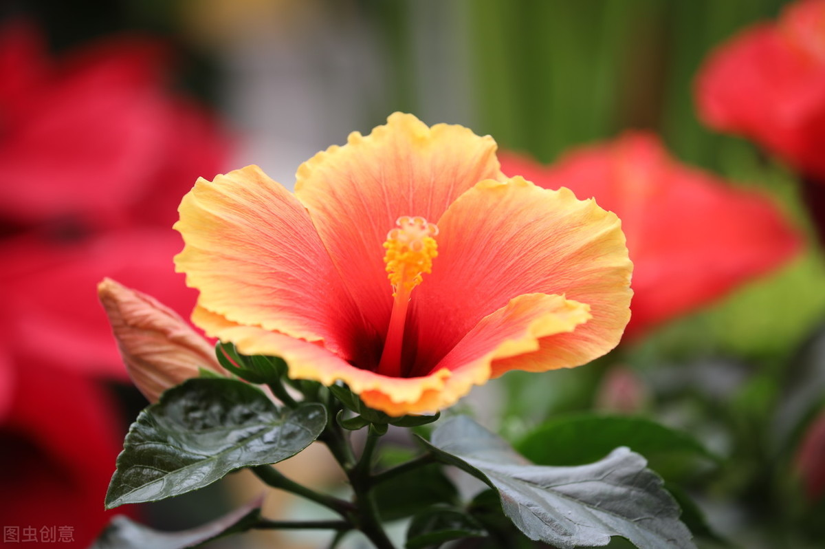 扶桑花开花少怎么办？四个大招让其花满枝