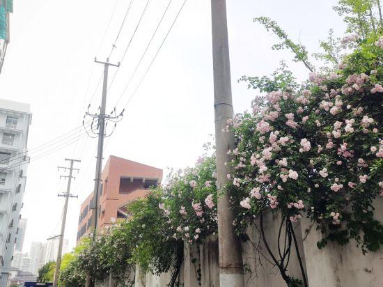 上海公园城市建设中的立体绿化，你知道哪些？
