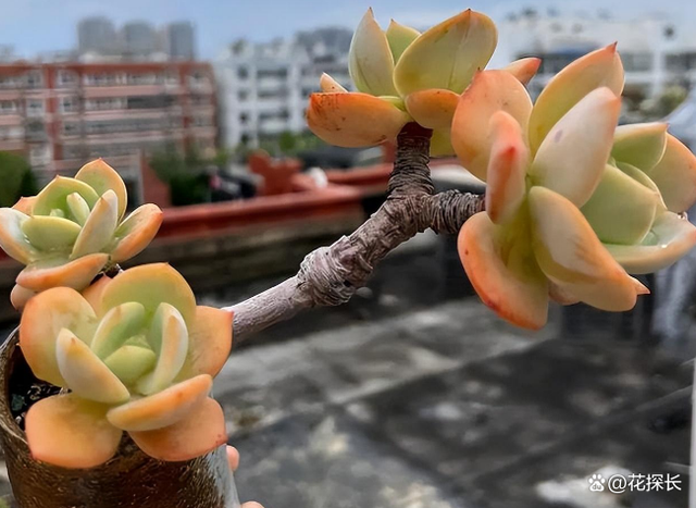 这5种“盆”不适合养花，难怪养啥都长势不好，趁早扔了吧