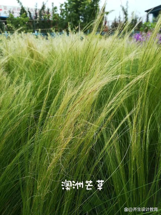 园林景观花境设计有哪些特点？怎么做？需要养护吗？