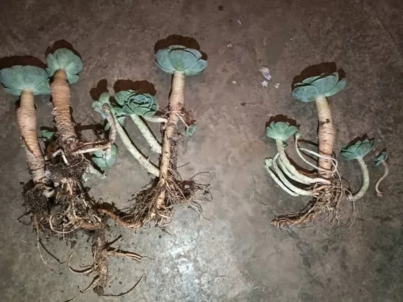 路边一堆“名贵花”，丢人也要捡，捡回家养2个月就开花！
