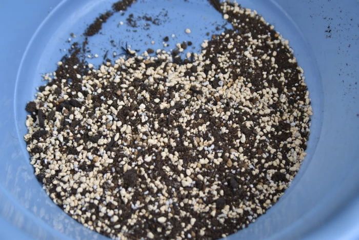 用叶片扦插繁殖虎皮兰，可大规模培育新盆栽，但有一个缺点