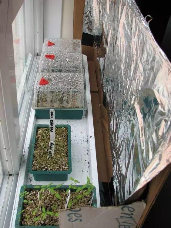 养花光照不足，给出3个解决方案，看看哪种适合你