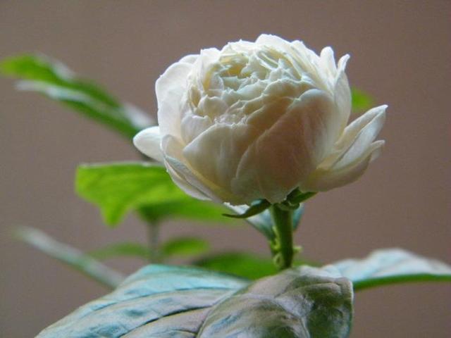 此花颜值出众，芬芳馥郁，花期长，可盆栽，一起来看看