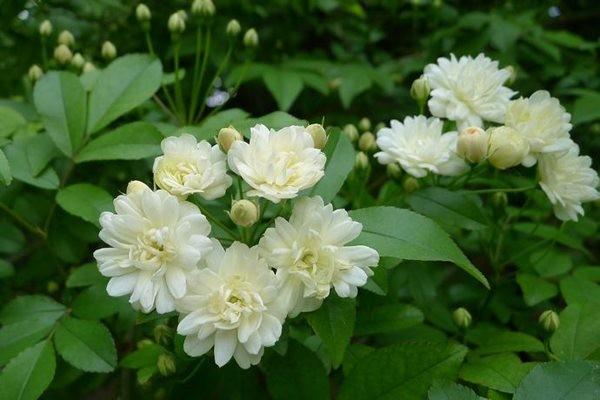 喜欢花吗？想在家里养花吗？建议种植这一种